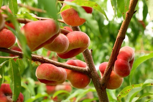 Healthy fruits on a tree