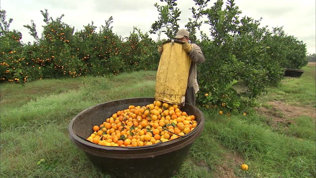 Harvested oranges in the bin